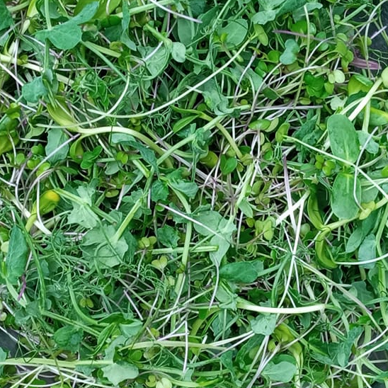 MILD MIX