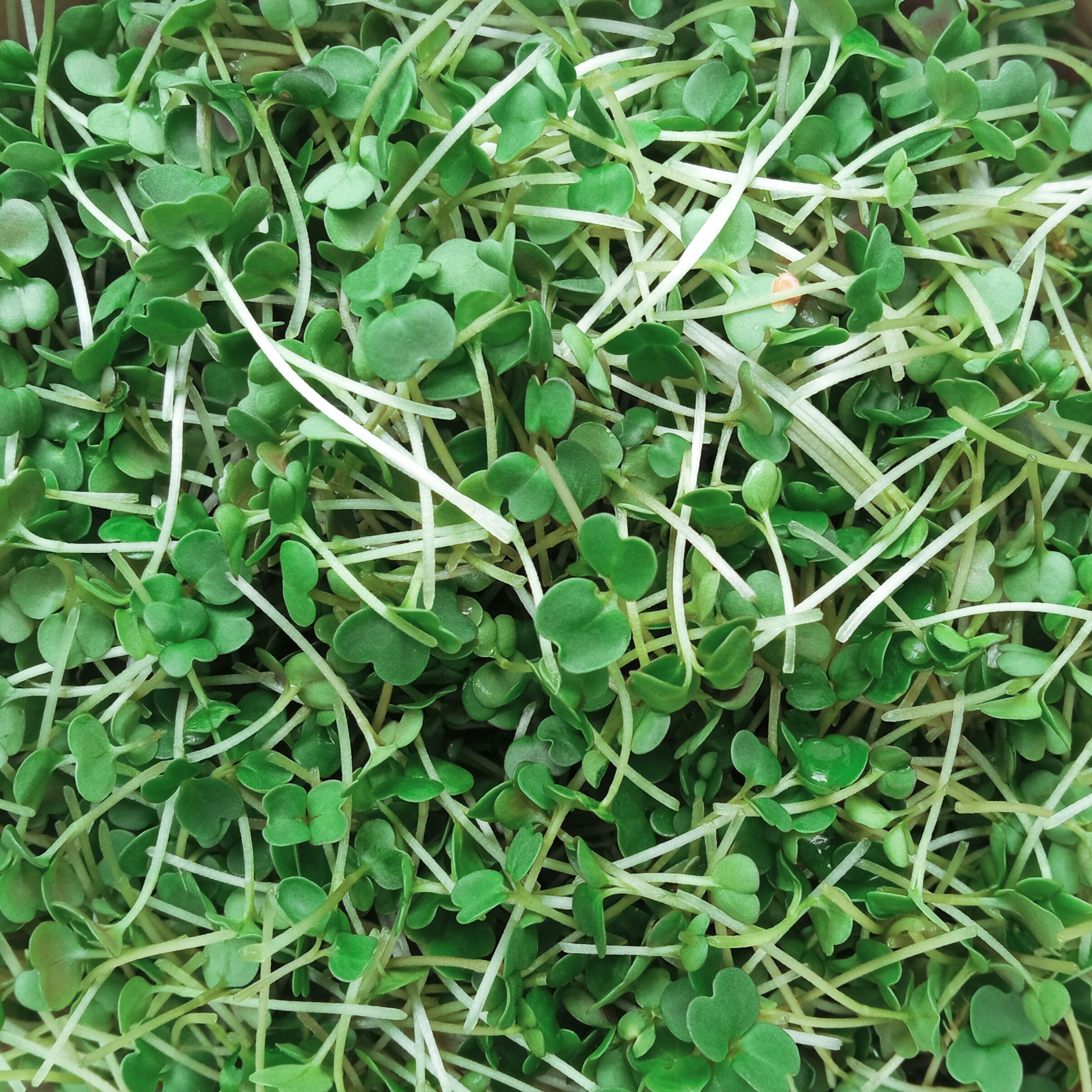 RUCOLA
